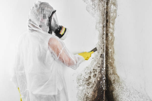 Best Attic Mold Removal  in Victoria, KS