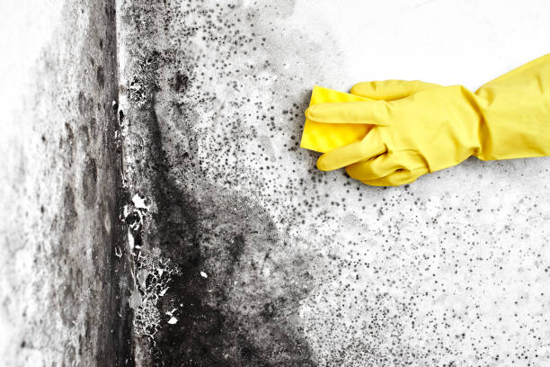 Professional Mold Removal in Victoria, KS